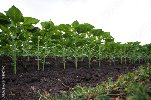 Rows of young sunflower plants on the field early in the spring - selective focus