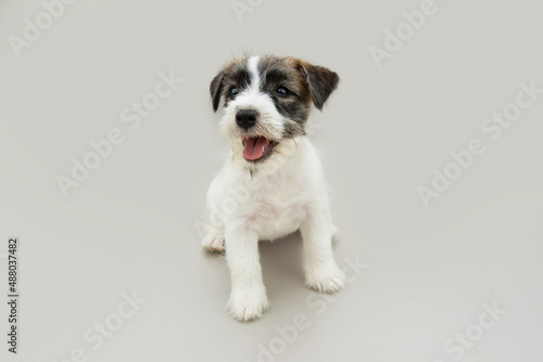 Portrait jack russell puppy dog looking aways and sitting showing its tooth. Isolated on gray background