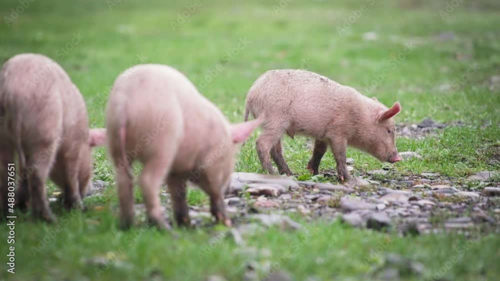 Three young piglets eating on pasture. Slow motion. Three young piglets eating on pasture. Slow motion.