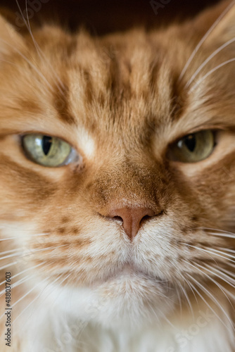 Maine Coon cat