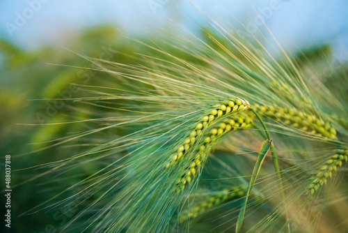 Barley grain is used for flour, barley bread, barley beer, some whiskeys, some vodkas, and animal fodder.