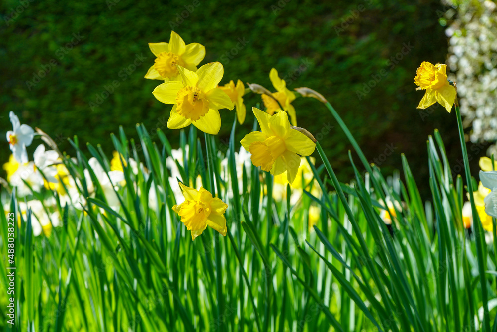 Fototapeta premium Close up of daffodil flowers in the spring 