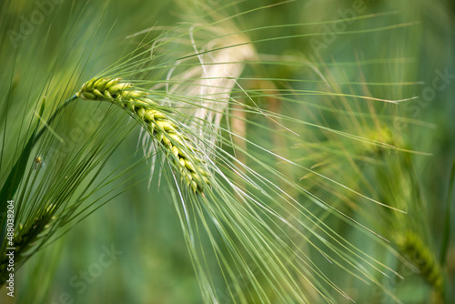 Barley grain is used for flour, barley bread, barley beer, some whiskeys, some vodkas, and animal fodder.