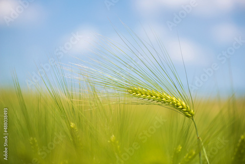 Barley grain is used for flour, barley bread, barley beer, some whiskeys, some vodkas, and animal fodder.