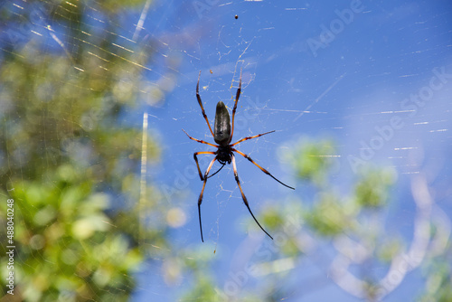 Spinne - Spider - Seychellen