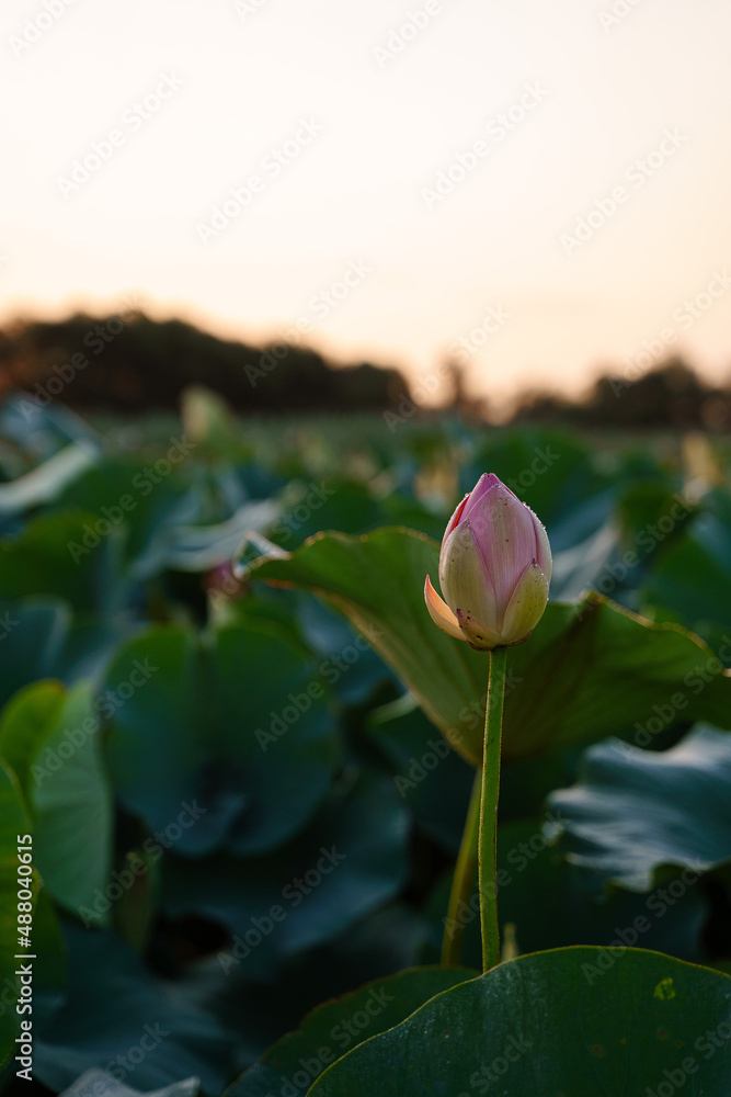 lotus in delta river