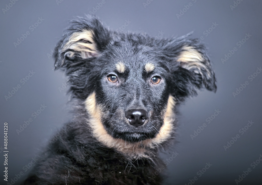 black and beige fluffy puppy mongrel