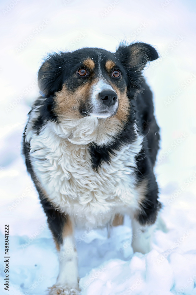 small tricolor mongrel dog in the snow