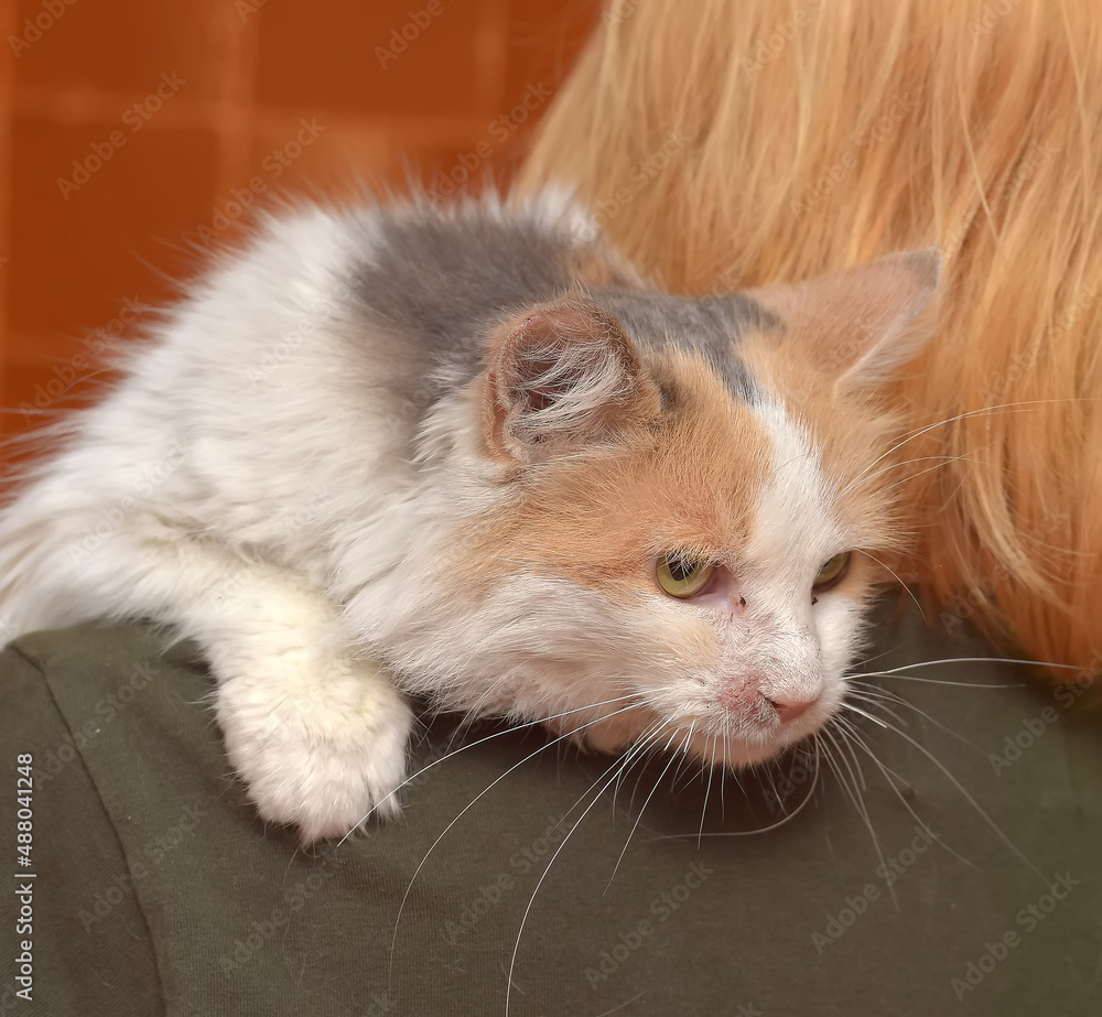 cute fluffy tricolor  cat in hands