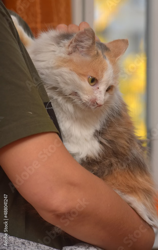 cute fluffy tricolor cat in hands