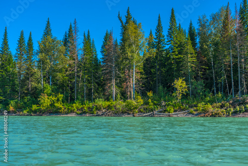 katun river and pine and spruce forest