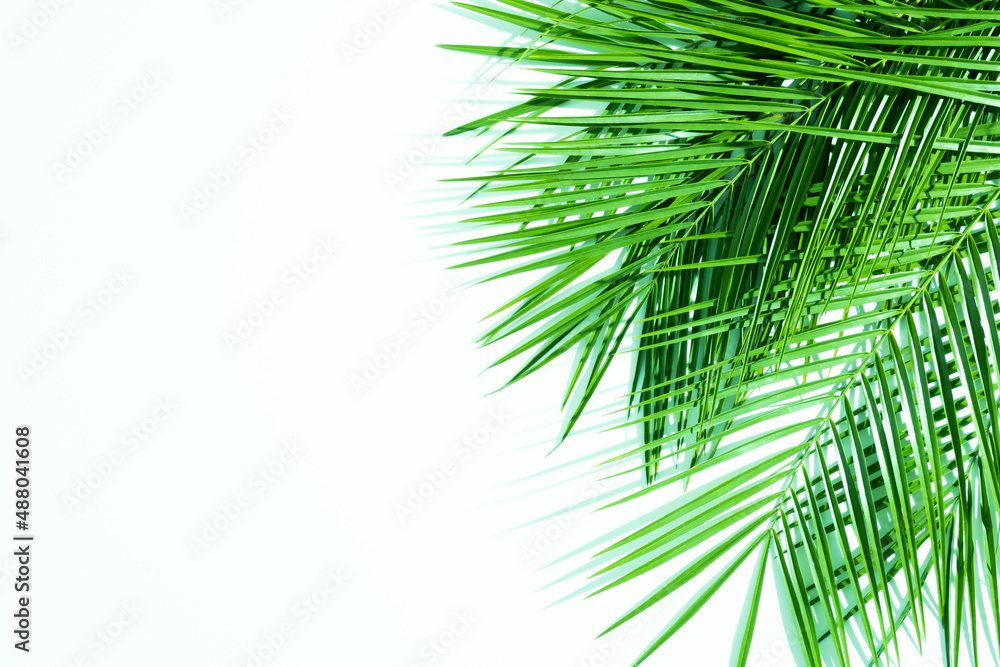 Fototapeta premium Summer green palms with shadows against white background. Minimal top view concept. Creative sunny backdrop with negative space.