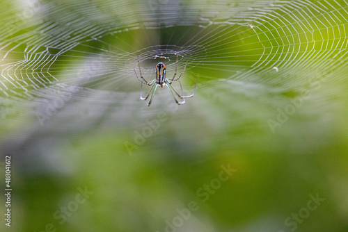 leucage argyra spider in its web - close up selective focus photo