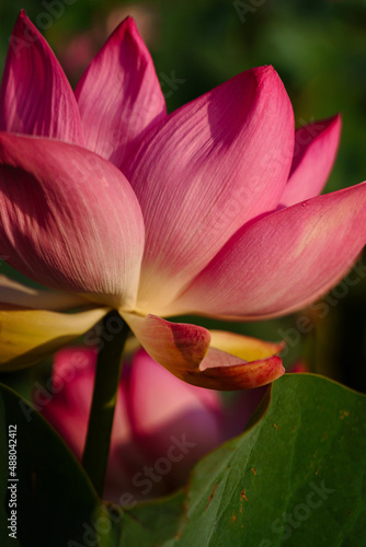 lotus in delta river