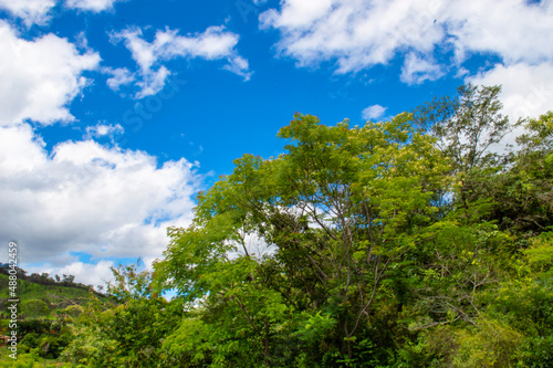 Beautiful landscape with trees  blue sky  clouds