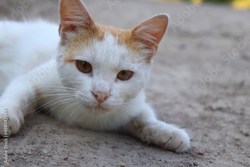 white cat close up, cute animal, street cat with red ears, cat on asphalt