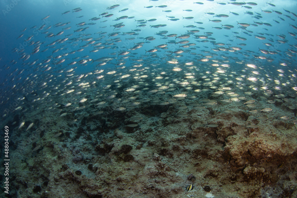 Reef life of island Reef life of island