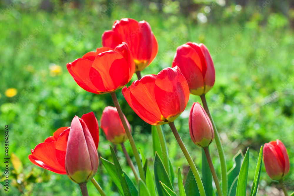 Obraz premium Tulips grow in a bed on a bright sunny day, tulip garden blooming on the season and filed fill full colorful of flowers