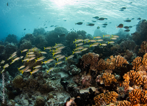 Reef life of island