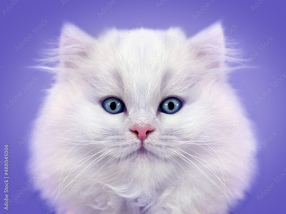 Close-up portrait of white fluffy kitten on gray