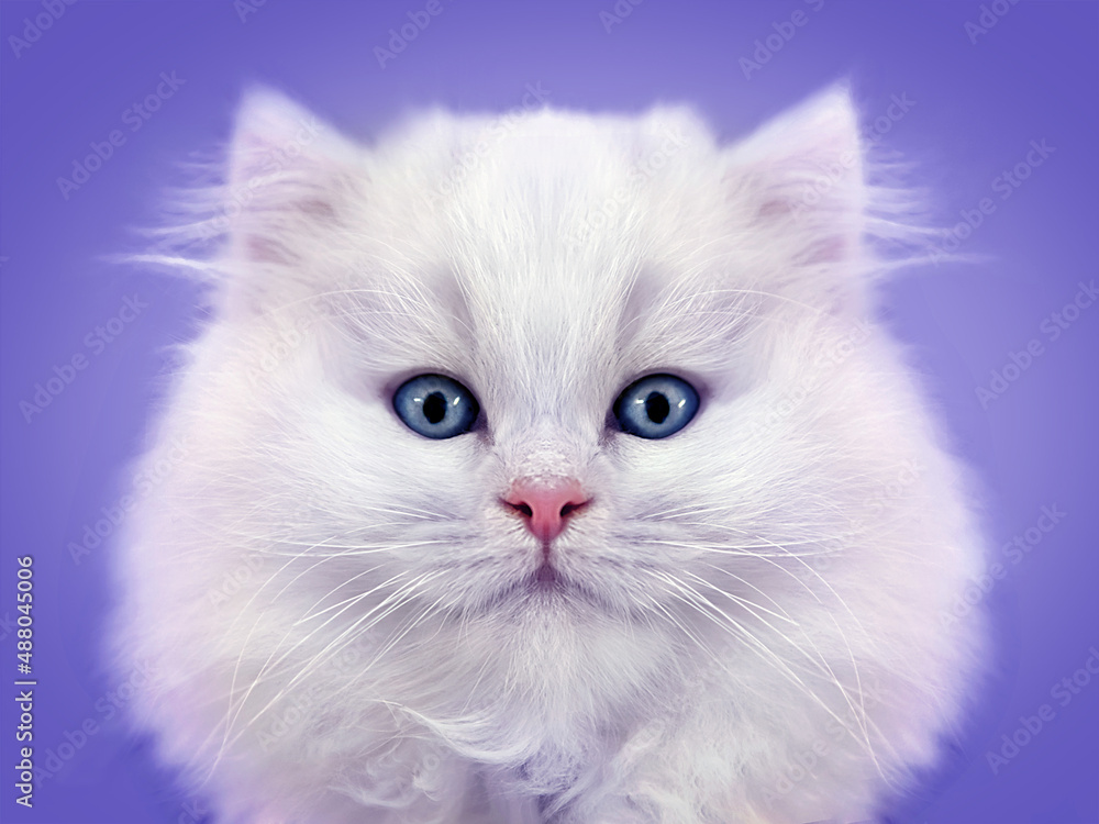 Close-up portrait of white fluffy kitten on gray Close-up portrait of white fluffy kitten on gray