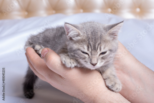 A small newborn kitten sleeps in the hands of a man in the bedroom. Cozy afternoon nap with pets. Pet owner and his pet. Gray fluffy kitten relaxes. Kitten in the hands of the owner. © Alena