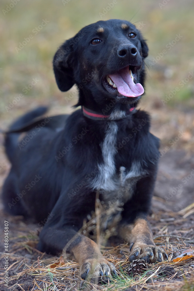black dog mongrel in an animal shelter black dog mongrel in an animal shelter