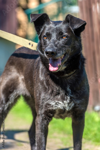 black dog mongrel on a leash in summer