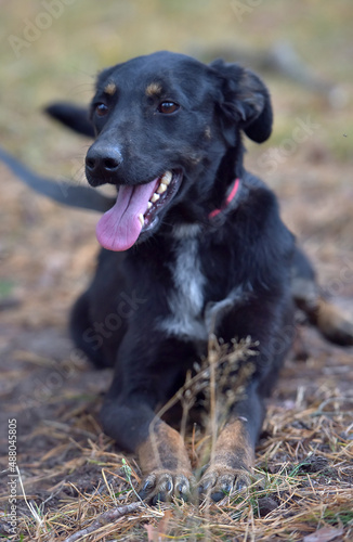 black dog mongrel in an animal shelter