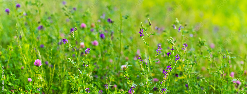 Summer background with wild flowers in the meadow