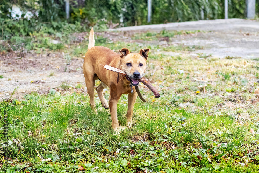 Dog breed pit bull with a stick in his teeth during training