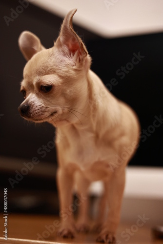 Portrait of beige mini chihuahua dog  black background