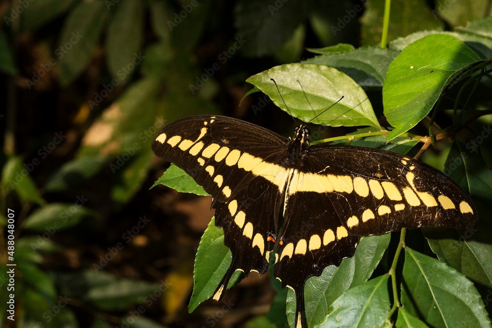 Borboleta rabo de andorinha ou borboleta-cauda-de-andorinha (Papilio ...