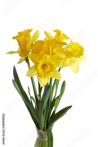 Fototapeta Naklejka Na Ścianę i Meble -  Spring yellow daffodil flowers isolated on white background.