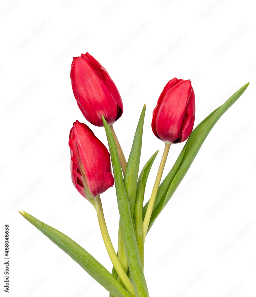 Red tulip flower isolated on white background. Red tulip flower isolated on white background.