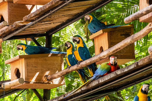 Araras em viveiro no Parque das Aves em Foz do Iguaçu, Brasil.  photo