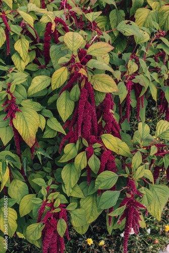 Love lies bleeding Amaranth Plant. Also Amaranthus, Amarant, Amarantos or Pigweed photo