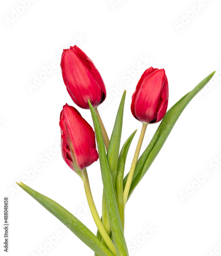 Red tulip flower isolated on white background.