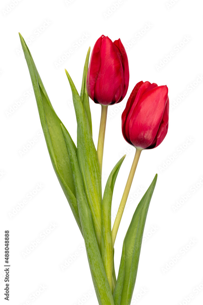 Red tulip flower isolated on white background. Red tulip flower isolated on white background.