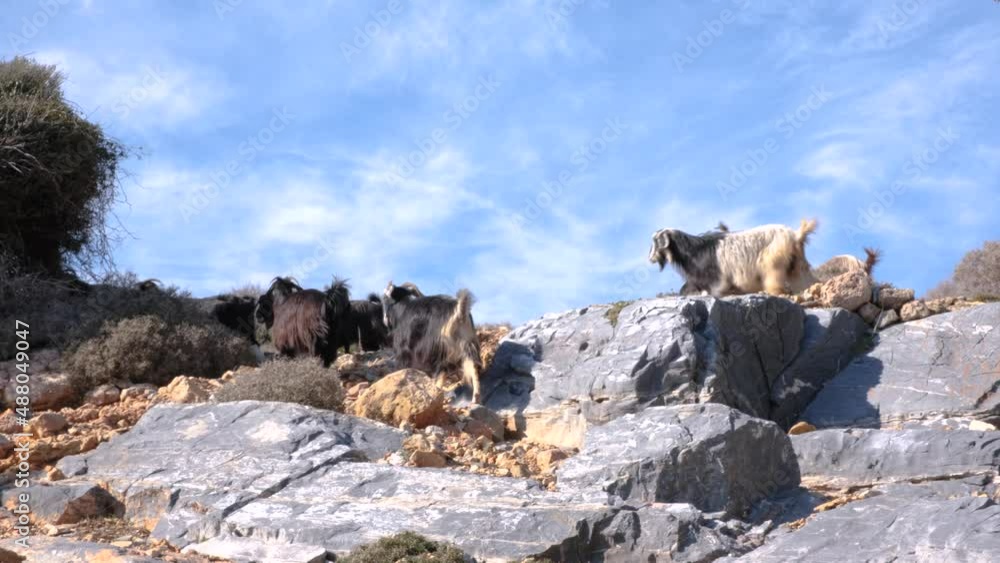 A goat herder is grazing her flock on the rocks, in Gazipasa - Antalya. A goat herder is grazing her flock on the rocks, in Gazipasa - Antalya.