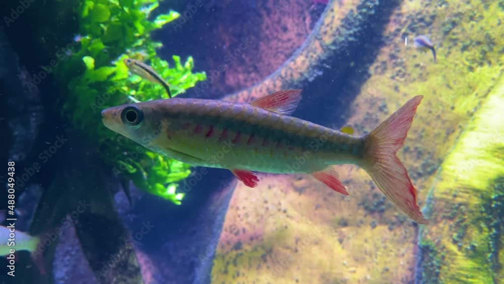 Underwater shot of a Cardinal Tetra Paracheirodon Axelrodi fish swimming underwater. Underwater shot of a Cardinal Tetra Paracheirodon Axelrodi fish swimming underwater.