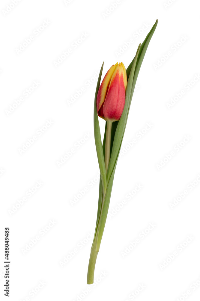 Red tulip flower head isolated on white background. Red tulip flower head isolated on white background.