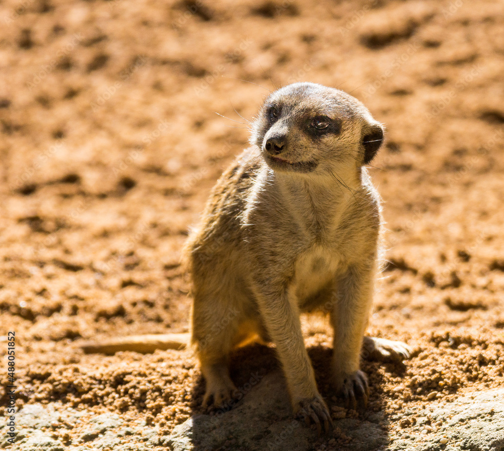 meerkat on the lookout meerkat on the lookout
