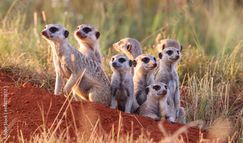 Meerkat, Addo Elephant National Park