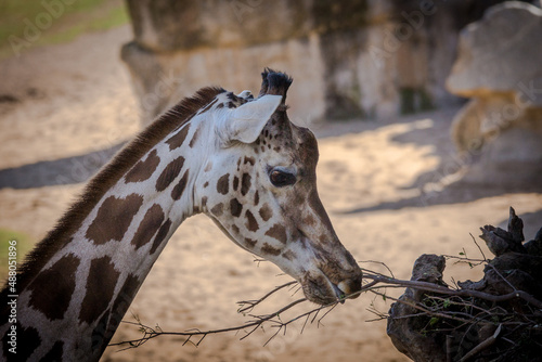 Photography giraffe eating grass