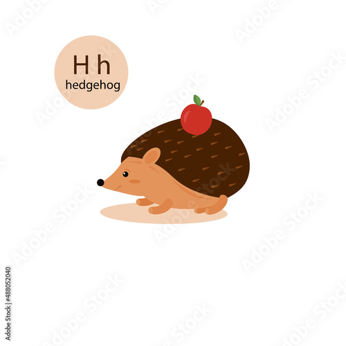 hedgehog on white background .vector illustration