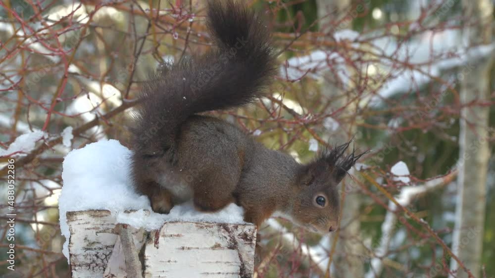 cute red squirrel animal watching turning clean hands natural world norway cute red squirrel animal watching turning clean hands natural world norway