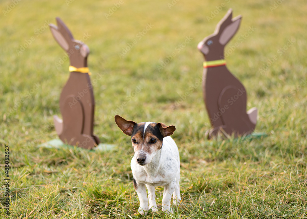 Little crazy easter dog stands outdoor in natur in the meadow with wooden Easter bunnies. Cool smooth haired Jack Russell Terrier has prick ears Little crazy easter dog stands outdoor in natur in the meadow with wooden Easter bunnies. Cool smooth haired Jack Russell Terrier has prick ears