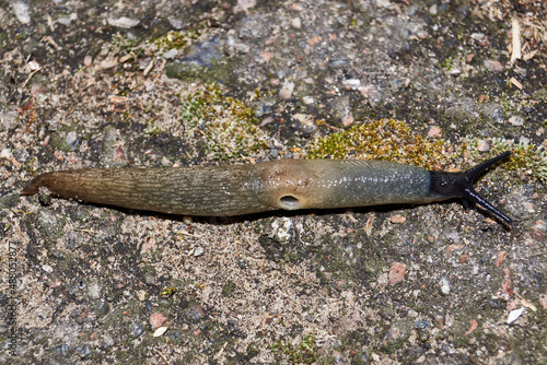 The slug Krynickillus melanocephalus crawls along the paths in the garden. The slug is a terrestrial gastropod mollusk of the order pulmonate snails of the family Agriolimacidae. photo