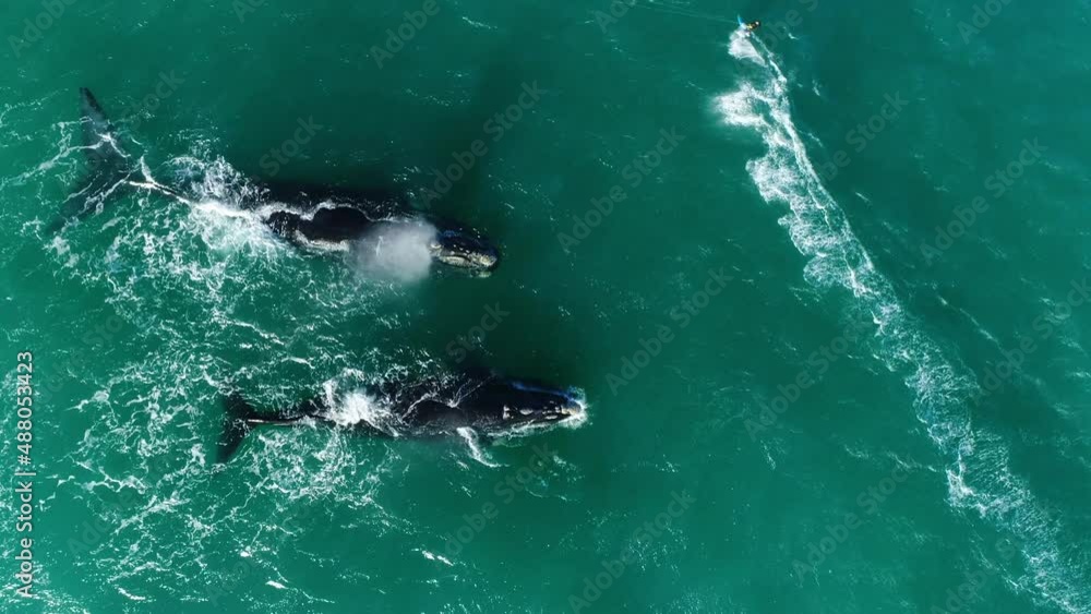 Top down aerial view of a man kiteboarding alongside a pair of southern right whales at a very close distance. Top down aerial view of a man kiteboarding alongside a pair of southern right whales at a very close distance.